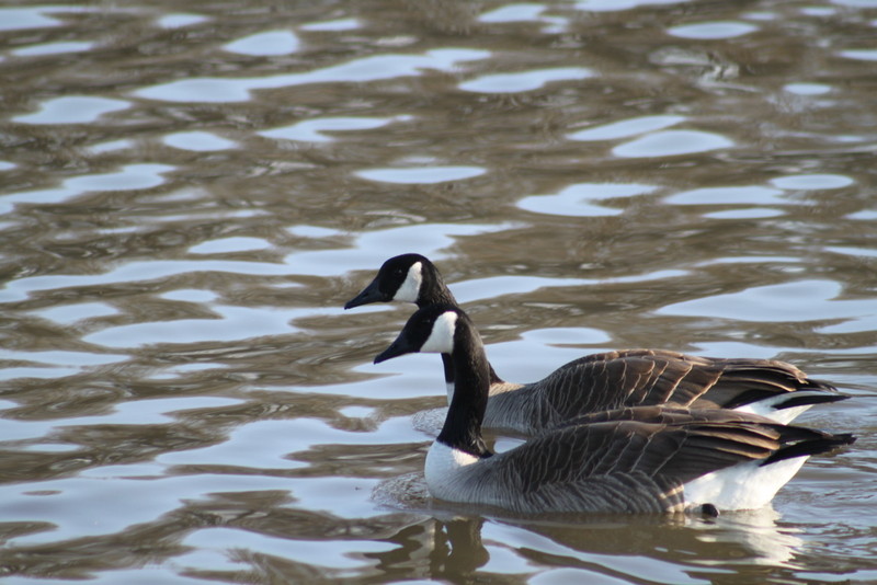 canadian geese2
