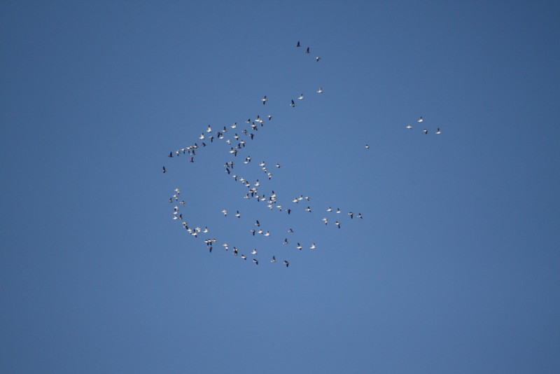 v-forming snow geese