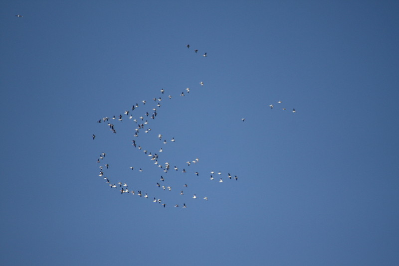 v-shape forming snow geese