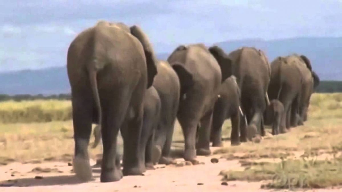 Exit goes the Elephants