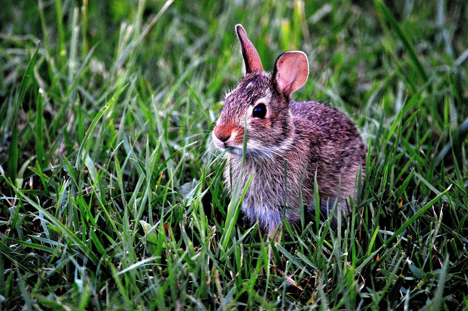 Ex-test bunnies get own island