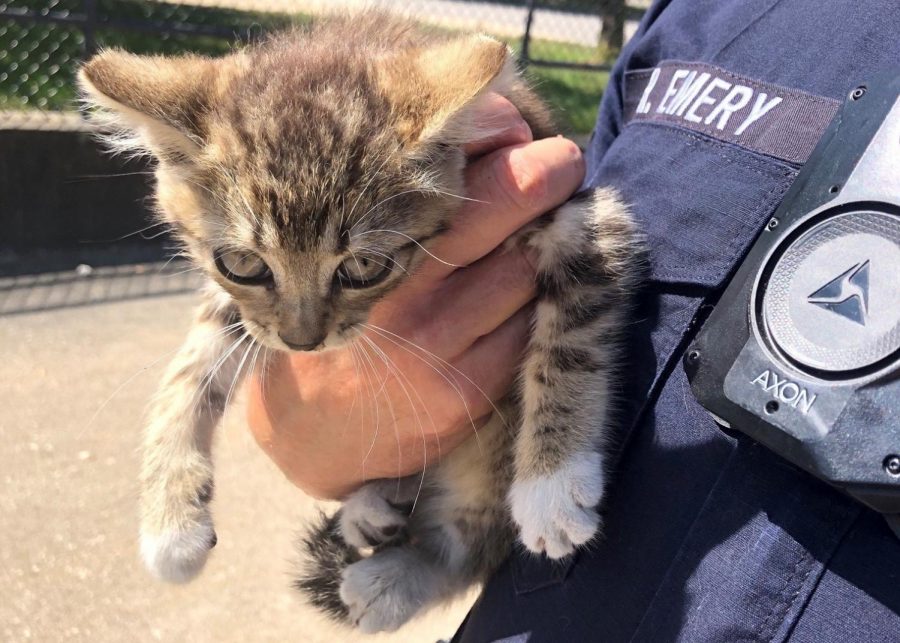 Officer Randy Emery holds up a kitten he found behind an engine. Emery has adopted Mini after hearing the sounds of an animal in distress coming from a minivan on campus.