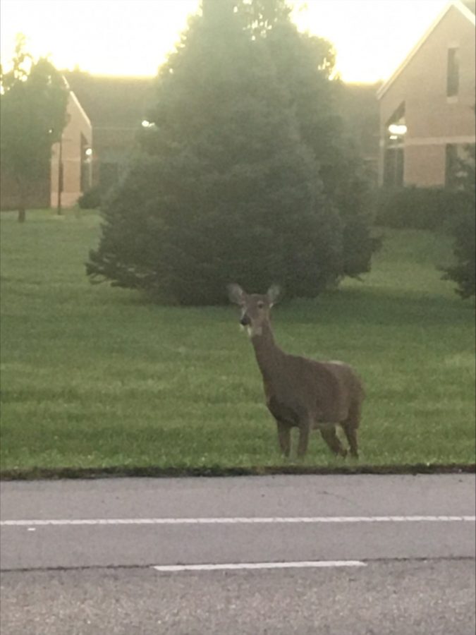 A+deer+stands+near+the+road+along+the+UIS+campus.+The+city+and+state+are+allowing+deer+hunting+on+city+property+next+to+LLCC+and+UIS+campuses+to+decrease+the+deer+population+in+the+area.
